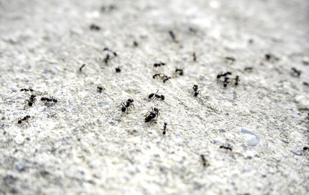 Detail of a group of ants on the streetの写真素材