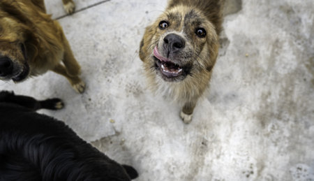 Detail of abandoned dogs waiting for adoption, petの写真素材