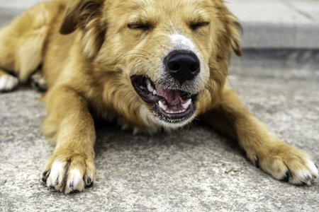 Detail of dog in outdoorの写真素材