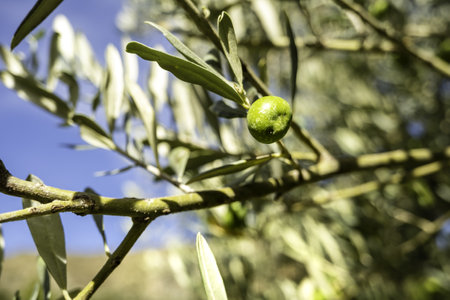 Detail of a fruit on a tree in the countrysideの写真素材