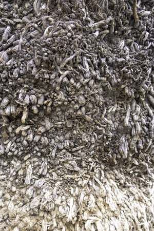 Detail of rough tree bark, textured background