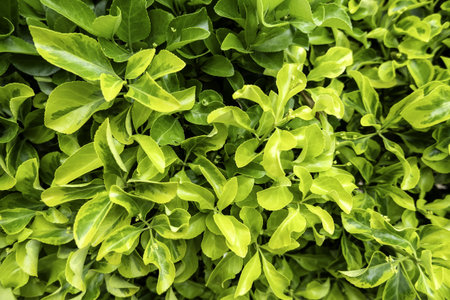 Detail of wild vegetation, decoration with plants, natural