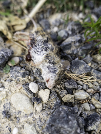Detail of a dead animal on the street, death and poisoningの写真素材