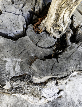 Detail of tree trunk with texture, flora and nature