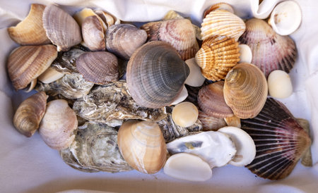 Detail of shells for decoration