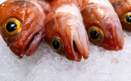 Detail of fresh fish in a fishmonger, healthy food
