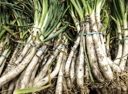 Calcots in the food market, fresh vegetables, garlic