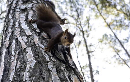 Detail of a wild squirrel in a forest in nature