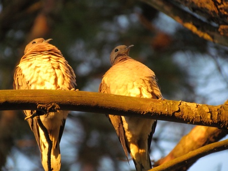 pair of pigeonの写真素材