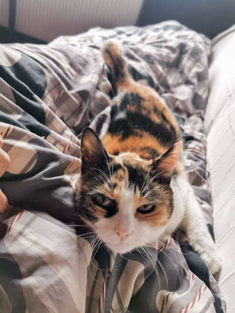adorable tabby colorful cat napping on blanket with ownerの写真素材