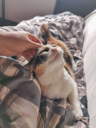 adorable tabby colorful cat napping on blanket with ownerの写真素材