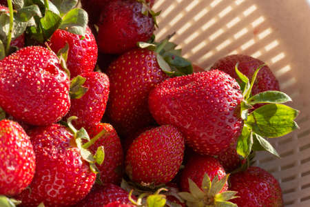 strawberry macro background close upの写真素材