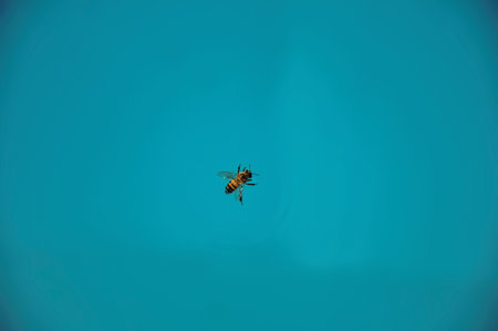 Close-up of a bee on top of the water, near Monte Alegre do Sul. In the countryside of S?o Paulo State, the region rich in agricultural and livestock products, southwestern Brazilの写真素材