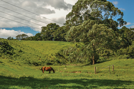 View of grassy fields with a grazing horse near the town of Joanopolis. In the countryside of S?o Paulo State, the region rich in agricultural and livestock products, southwestern Brazilの写真素材
