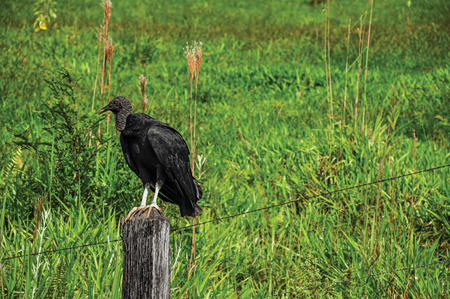 View of vulture on alert over trunk fence near the town of Joan?polis. In the countryside of S?o Paulo State, the region rich in agricultural and livestock products, southwestern Brazilの写真素材