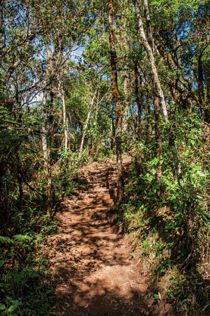 View of trail in the middle of the closed pine forest in Horto Florestal, near Campos do Jordão, the city famous for its mountain and hiking tourism. Located in the Sao Paulo State, southwestern Brazilの写真素材