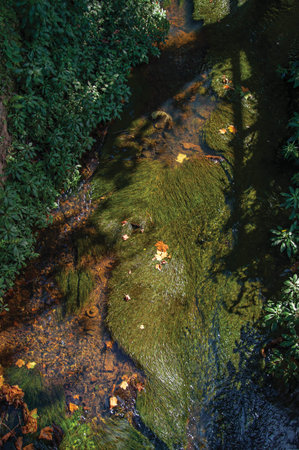 Close-up of aquatic plants in creek.