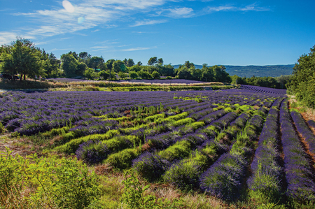 Panoramic view of field of lavender flowers under sunny blue sky, near the village of Roussillon. In the Vaucluse department, Provence region, southeastern Franceの写真素材