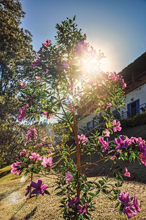Close-up of flowers in the light of sunrise, near Monte Alegre do Sul. In the countryside of Sao Paulo State, the region rich in agricultural and livestock products, southwestern Brazil. Retouched photoの写真素材