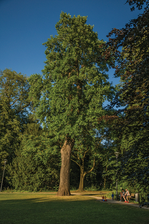 Tielt, Western Belgium - July 02, 2017. Leafy trees and family having leisure time in a park at sunset in Tielt. Charming village in the countryside, near Ghent and surrounded by agricultural fields.のeditorial素材