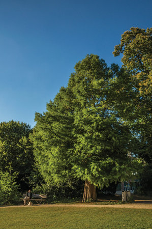 Tielt, Western Belgium - July 02, 2017. Leafy trees and a man having leisure time in a park at sunset in Tielt. Charming village in the countryside, near Ghent and surrounded by agricultural fields.のeditorial素材