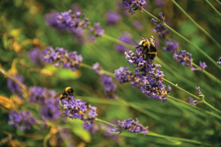 Close-up of bush with colored flowers and bees in the sunny day at Weesp. Quiet and pleasant village...