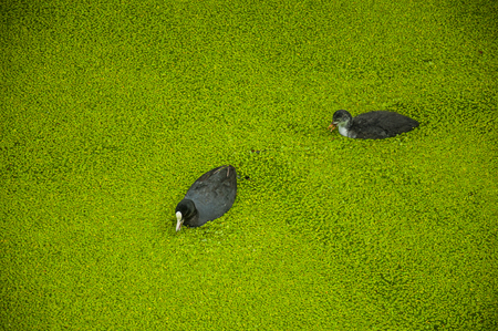Black birds with white beak swimming in canal water covered by small greenish aquatic plants at Gouda. Very popular day trip destination, is famous for its tasty Gouda cheese. Southern Netherlands.の写真素材