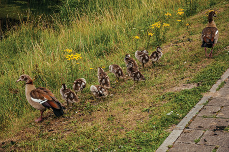 Ducks couple with ducklings on grass in a cloudy day, near the village of Geertruidenberg. A small,...