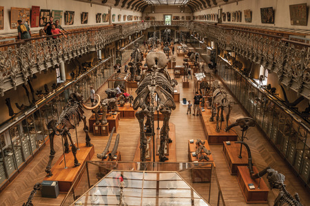 Paris, northern France - July 10, 2017. Prehistoric skeletons and fossils at the Gallery of Paleontology and Comparative Anatomy in Paris. Known as one of the world's most impressive cultural centers.のeditorial素材