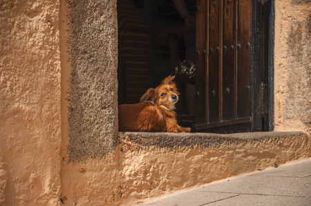 Close-up of cute dog standing in open doorway of old building, in sunny day at Caceres. A cute and charming town with a fully preserved medieval city center in western Spain.の写真素材