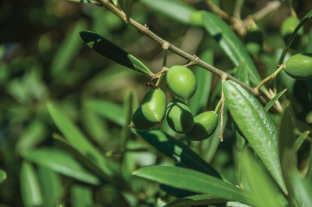 Close-up of many green olive fruits still not ripe stuck to leafy branches in a sunny day, on a small farm near Elvas. A gracious star-shaped fortress city on the easternmost frontier of Portugal.の写真素材
