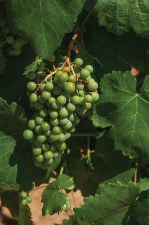 Close-up of unripe grape cluster still hanging on twig of verdant vine, in a vineyard near Estremoz. A nice little historic town with several buildings made of marble on eastern Portugal.の写真素材