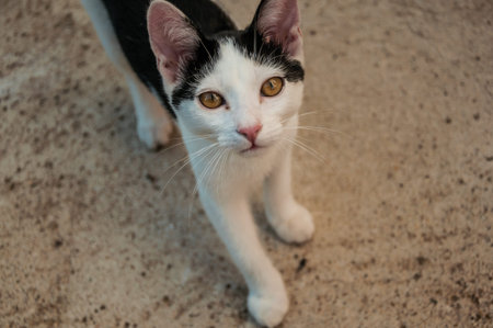 Close-up of a cute kitten walking on sand in a farmstead near Elvas. A gracious star-shaped fortress...