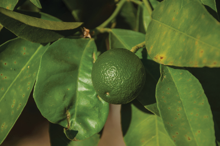 Close-up of a ripe green lemon stuck to leafy branch in a sunny day on a small farm near Elvas. A gracious star-shaped fortress city on the easternmost frontier of Portugal.の写真素材
