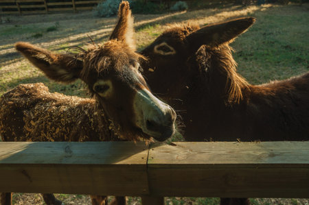 Close-up of nice couple of donkeys behind a wooden corral, on a sunny day in a farmstead near Elvas....