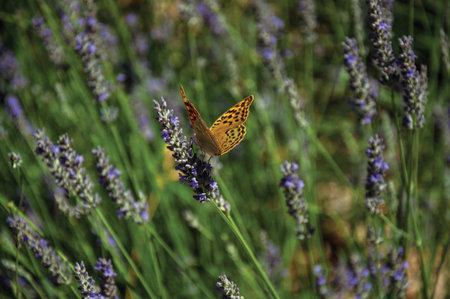 Beautiful butterfly landed on lavender flower in green garden, on sunny day at the Marvao Castle. An...