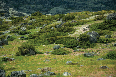 Bushes and rocks covered by moss and lichen over grassy fields on highlands, in a cloudy day at the Serra da Estrela. The highest mountain range in continental Portugal, with astonishing scenery.の写真素材