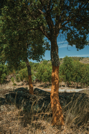 Countryside rocky terrain covered by dry brushwood and a few peeled cork trees, in a sunny day near Monsanto, considered one of the cutest and most peculiar historic village of Portugal.の写真素材