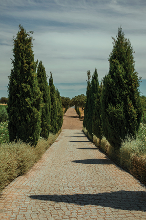 Charming cobblestone path encircled by poplars and bushes in a vineyard near Estremoz. A nice little historic town with several buildings made of marble on eastern Portugal.の写真素材