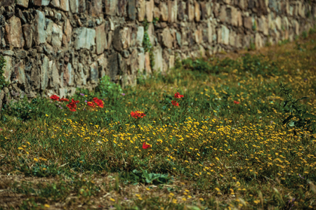 Close-up of colorful flowers on green lawn next to stone wall, in a sunny day at the Marvao Castle. An amazing medieval fortified village perched on a granite crag in eastern Portugal.の写真素材