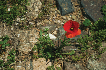 Close-up of colorful poppy flower growing in the middle of stones, on sunny day at Castelo de Vide. Nice little town with medieval castle to ensure the defense of the Portugal eastern border.の写真素材