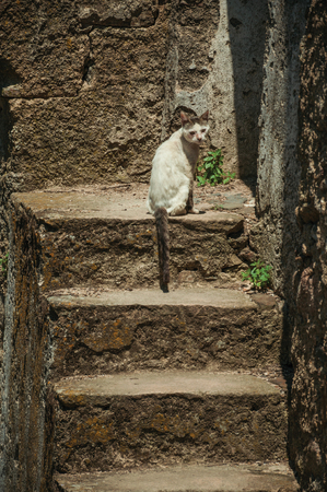 Stone staircase in a wall with a sitting cat, on a sunny day at Castelo de Vide. Nice little town with medieval castle to ensure the defense of the Portugal eastern border.の写真素材