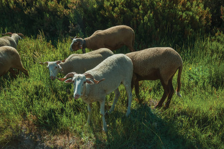 Flock of goats grazing on green sward with bushes in a rocky landscape, at the highlands of Serra da...