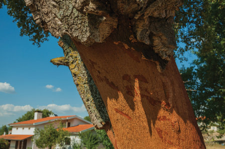 Close-up of cork tree trunk, very common in Portugal, with the bark removed to produce corks, at...