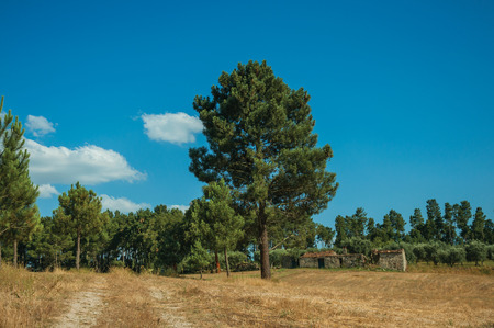 Countryside dirty path passing through old farm field with dray straw and green trees, in a sunny day at Serra da Estrela. The highest mountain range in continental Portugal, with astonishing scenery.の写真素材