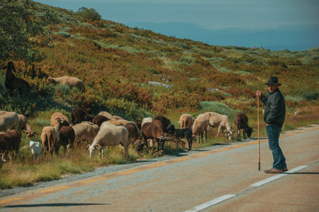 Serra da Estrela, Portugal, July 14, 2018. Shepherd with flock of goats grazing beside road, at the...