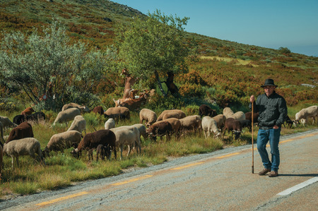 Serra da Estrela, Portugal, July 14, 2018. Shepherd with flock of goats grazing beside road, at the Serra da Estrela ridge. The highest mountain range in continental Portugal, with astonishing sceneryのeditorial素材