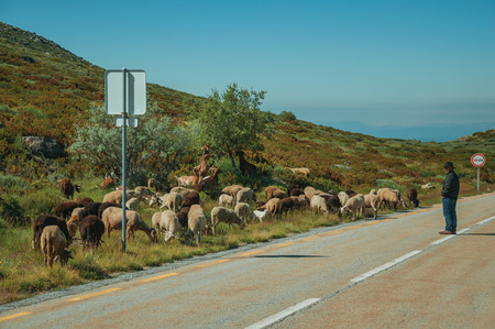 Serra da Estrela, Portugal, July 14, 2018. Shepherd with flock of goats grazing beside road, at the Serra da Estrela ridge. The highest mountain range in continental Portugal, with astonishing sceneryのeditorial素材