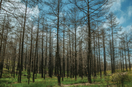 Black trees in a burnt forest over green fields with bushes and rocky landscape, in a cloudy day at...
