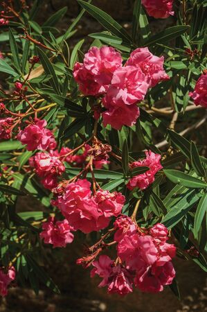 Close-up of leafy shrub covered by colorful flowers with incredible beauty, in a sunny day at Sortelha. One of the most astonishing and well preserved medieval villages in all Portugal.の写真素材